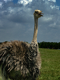 Ostrich