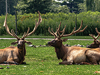 Elk