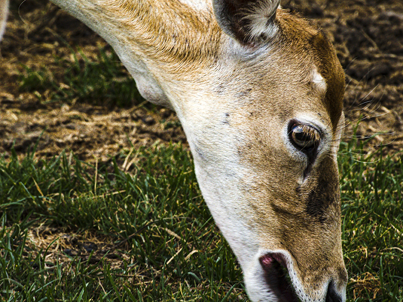 Fallow Deer