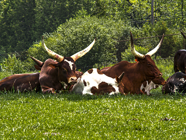 Watusi Cattle