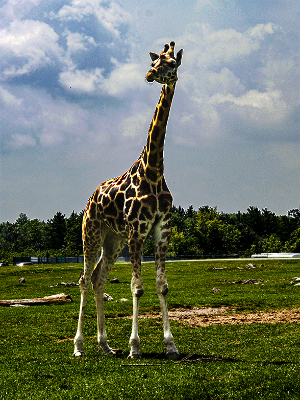 Giraffe