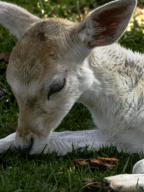 Fallow Deer