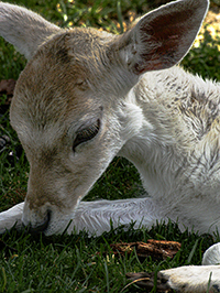 Fallow Deer