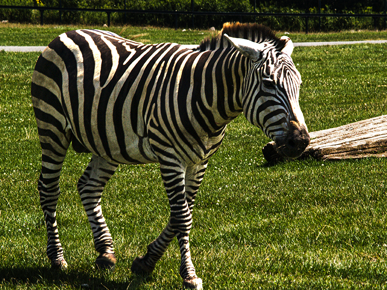 Zebra