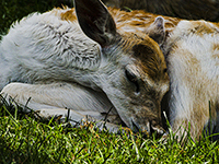 Fallow Deer