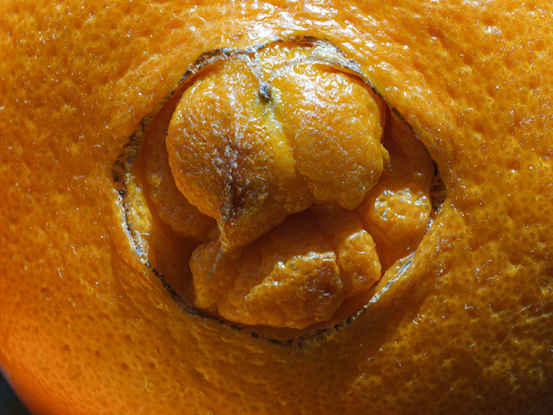 Navel Orange