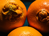 Navel Oranges