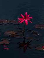 Red Water Lily