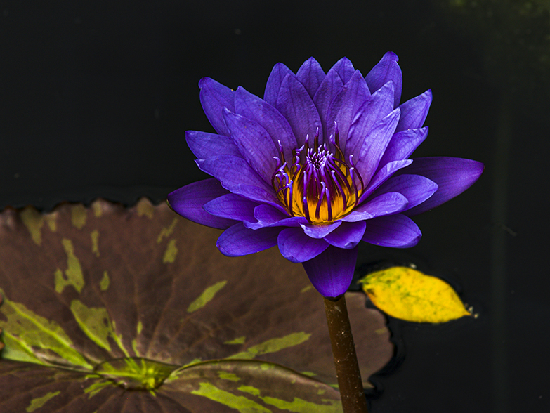 Purple Water Lily