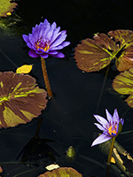 Purple Water Lily