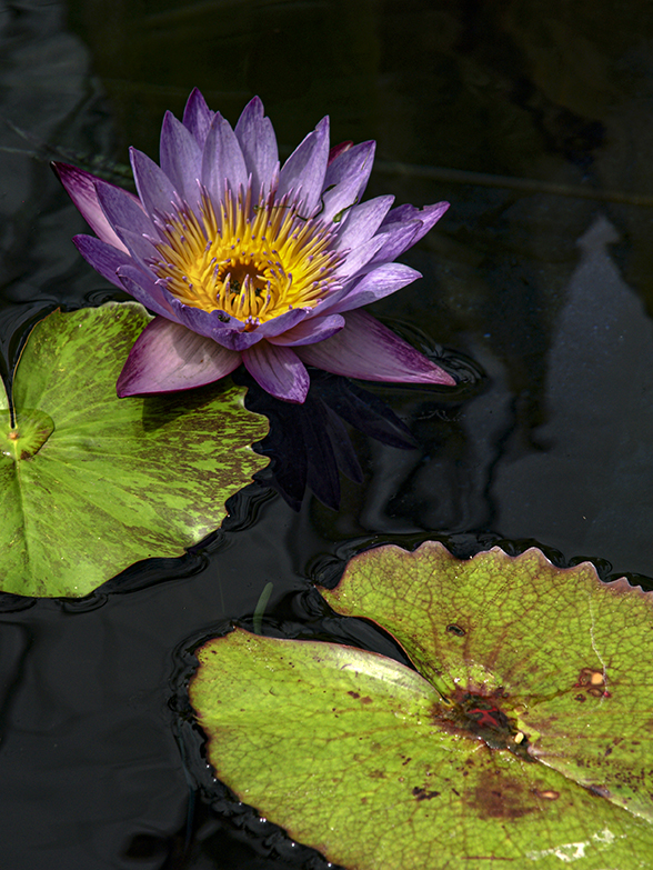 Purple Water Lily