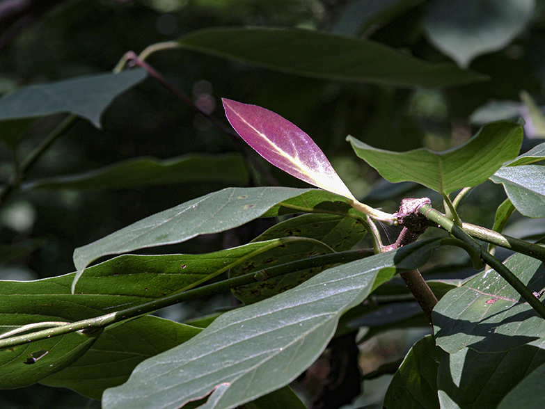 Purple Leaf