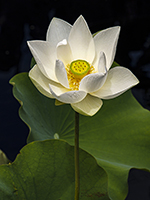 Lotus