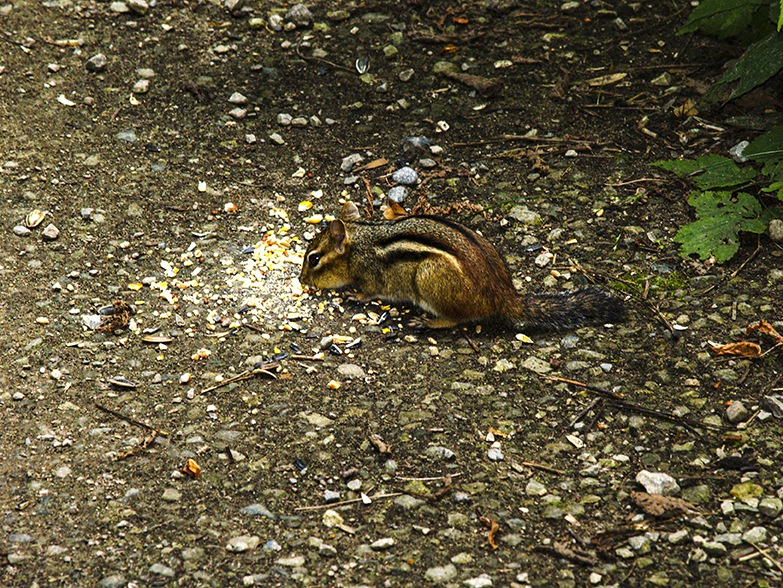 Chipmunk