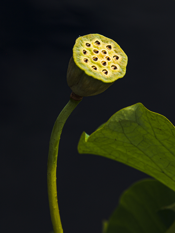 Lotus Seeds