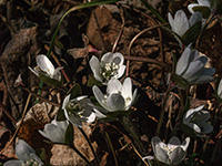 White Flowers