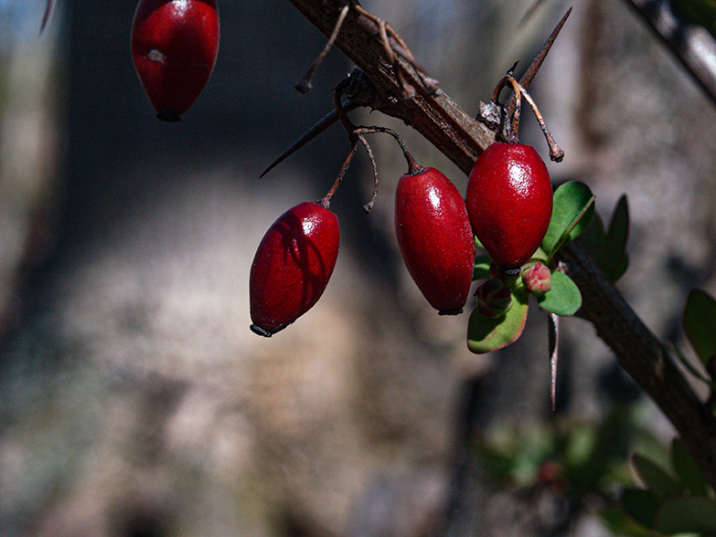 Red Berry