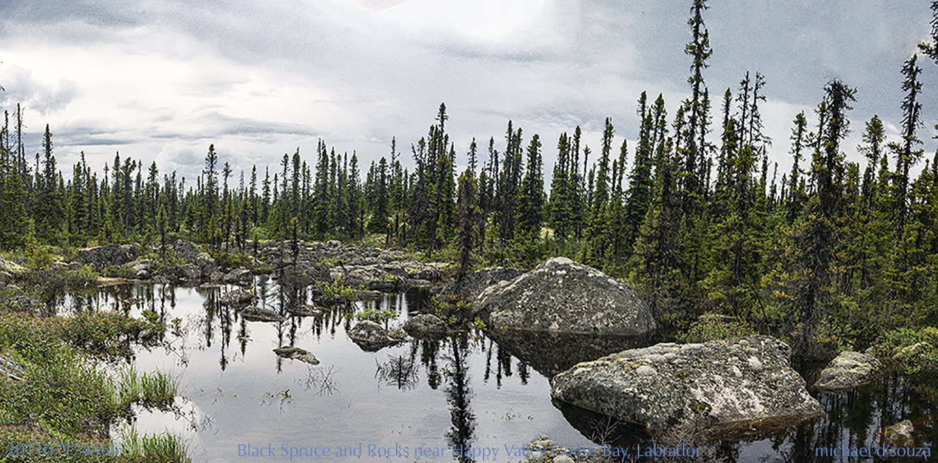 Black Spruce and Rocks near Happy Valley Goose Bay, Labrador