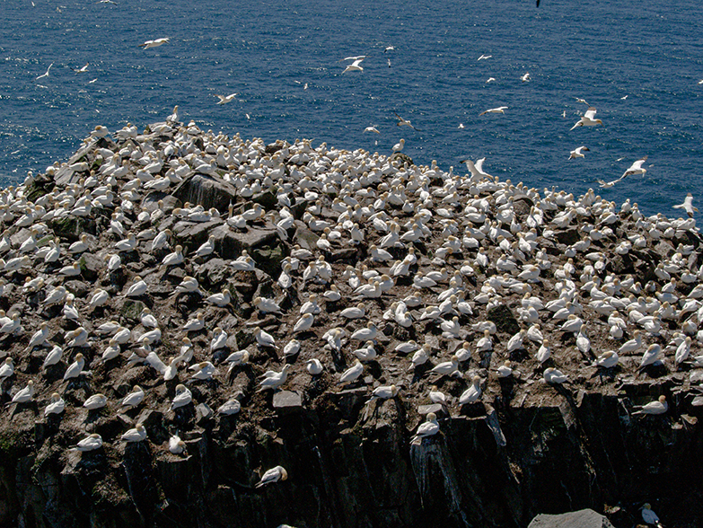 Gannets on Bird Rock in Cape St. Mary's