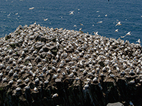 Gannets on Bird Rock in Cape St. Mary's