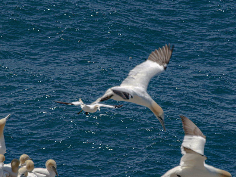 Flying Gannet