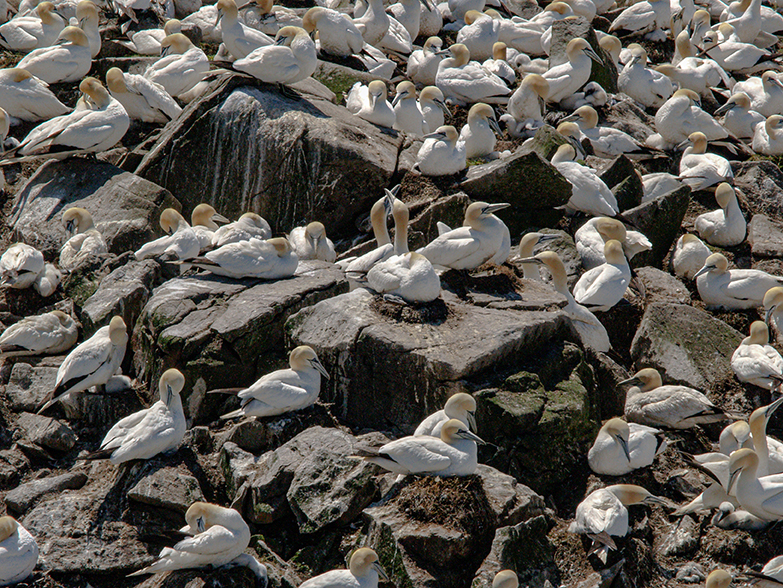 Gannets on Bird Rock in Cape St. Mary's