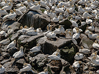 Gannets on Bird Rock in Cape St. Mary's