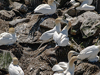 Gannets on Bird Rock in Cape St. Mary's