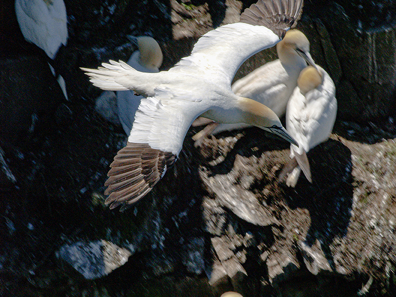 Flying Gannet