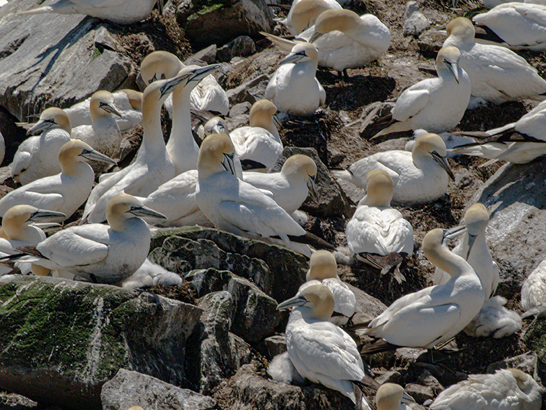 Gannets on Bird Rock in Cape St. Mary's