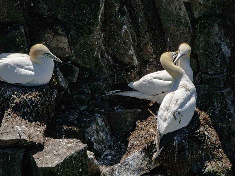 Gannets on Bird Rock in Cape St. Mary's