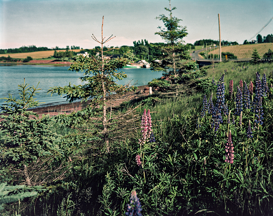 Lupin Harbour