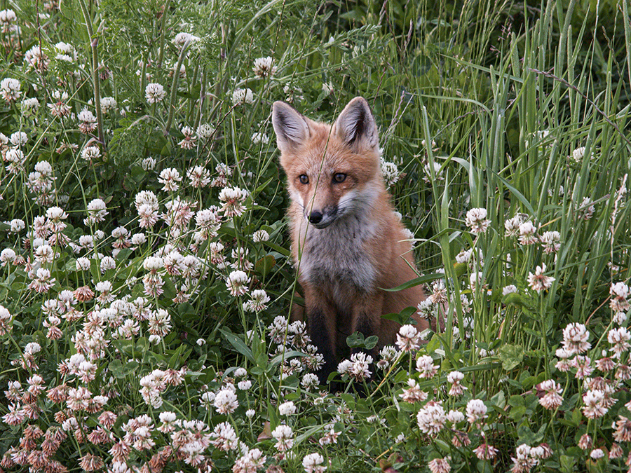 The foxes of Prince Edward Island