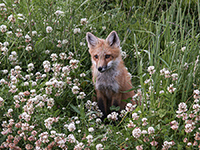 Fox in the grass