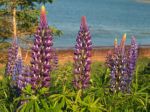 Lupins by the sea