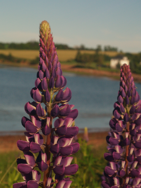 Lupins by the sea