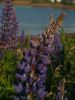 Lupins by the sea