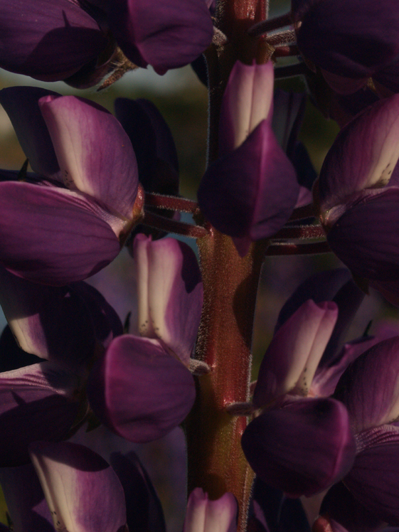 Close look at Lupins