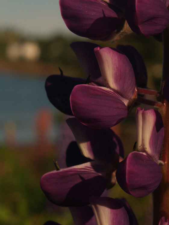 Close look at Lupins