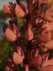 Pinkish lupins