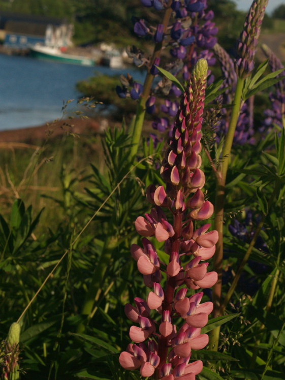 Lupins by the sea