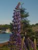 Lupins by the sea