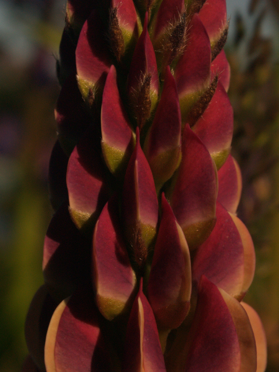 Lupins