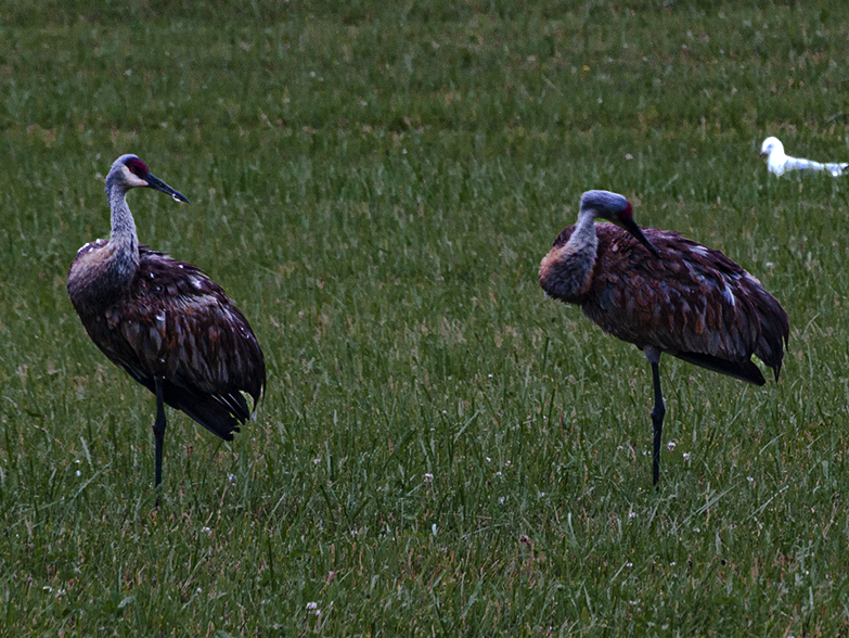 Sandhill Cranes