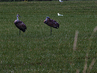 Sandhill Cranes