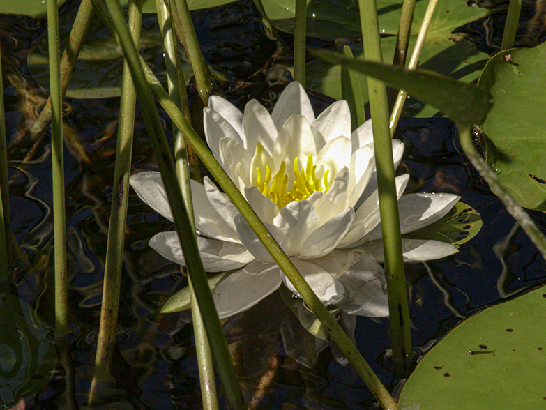 American Lotus on Manitouwabing Lake