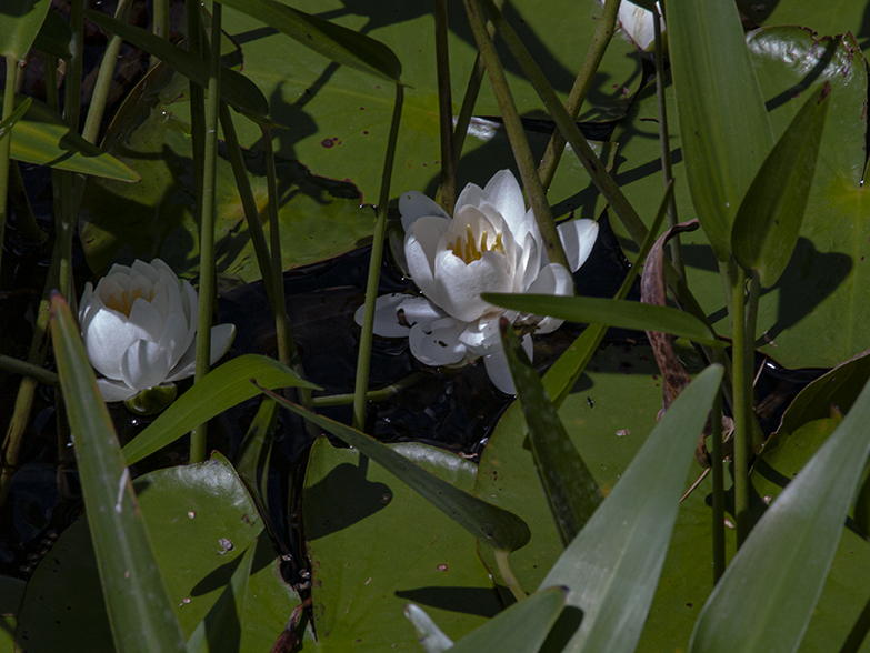 American Lotus on Manitouwabing Lake