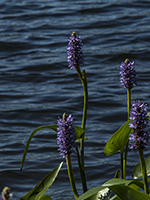 Pickerel Weed on Manitouwabing Lake