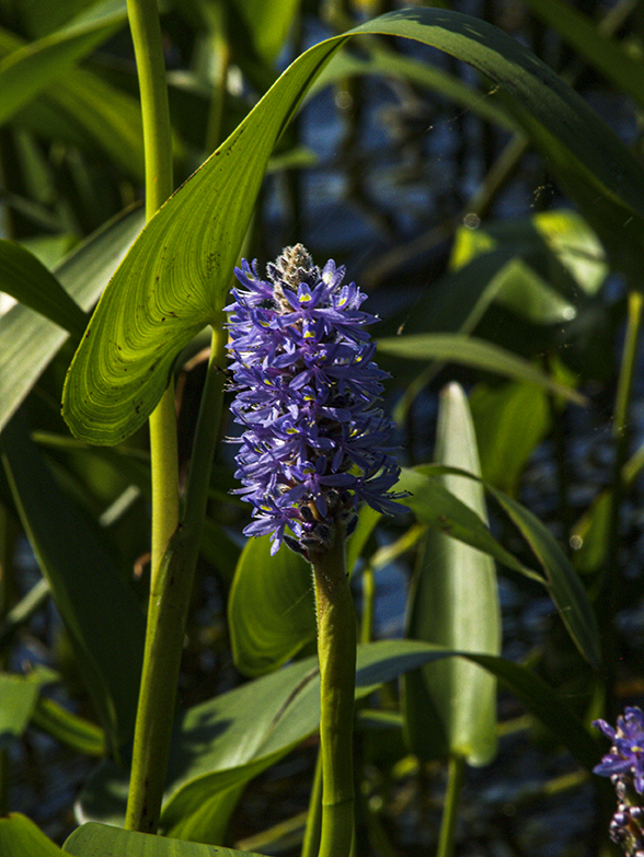 Pickerel Weed on Manitouwabing Lake