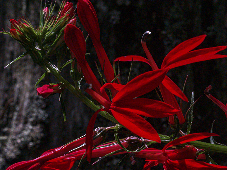 Red Flowers at Roose